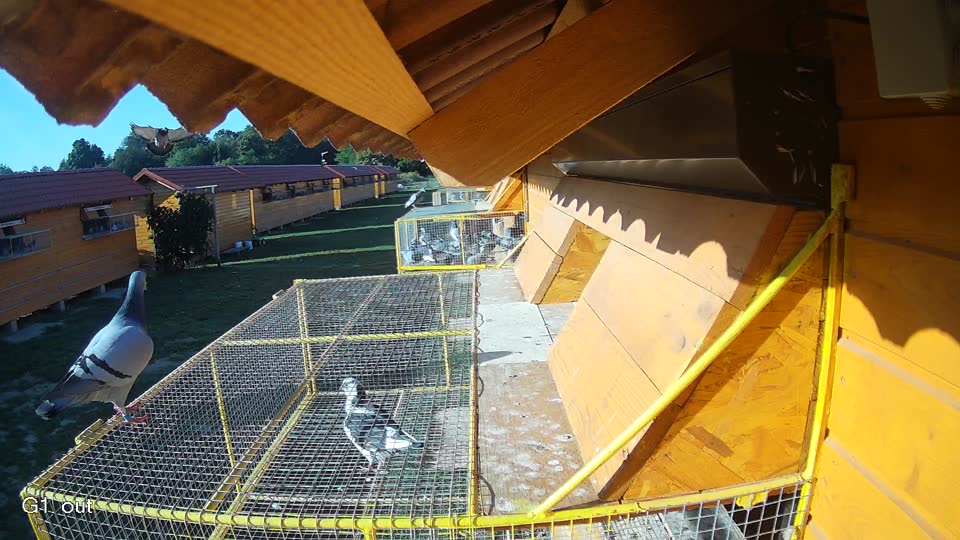Pigeon Arrival Image For Race Race 5