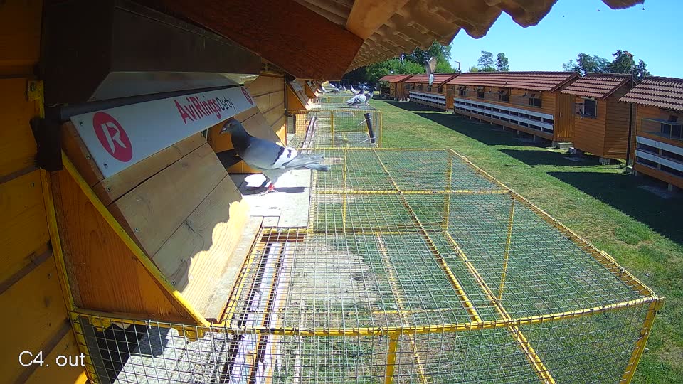 Pigeon Arrival Image For Race Race 3