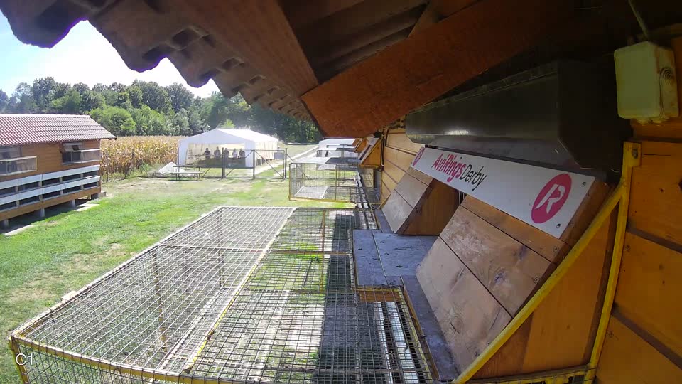 Pigeon Arrival Image For Race Final Race 1/3