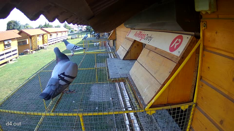 Pigeon Arrival Image For Race Race 1