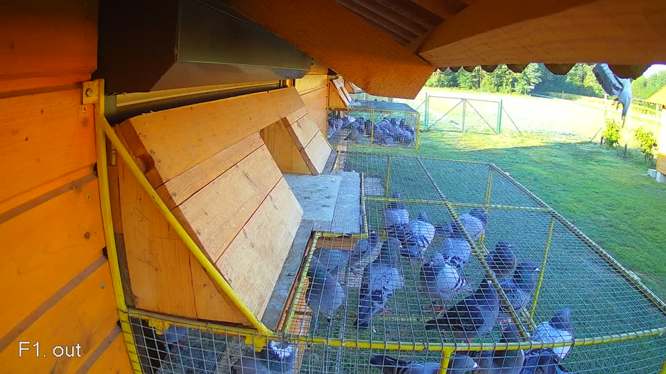 Pigeon Arrival Image For Race Race 4