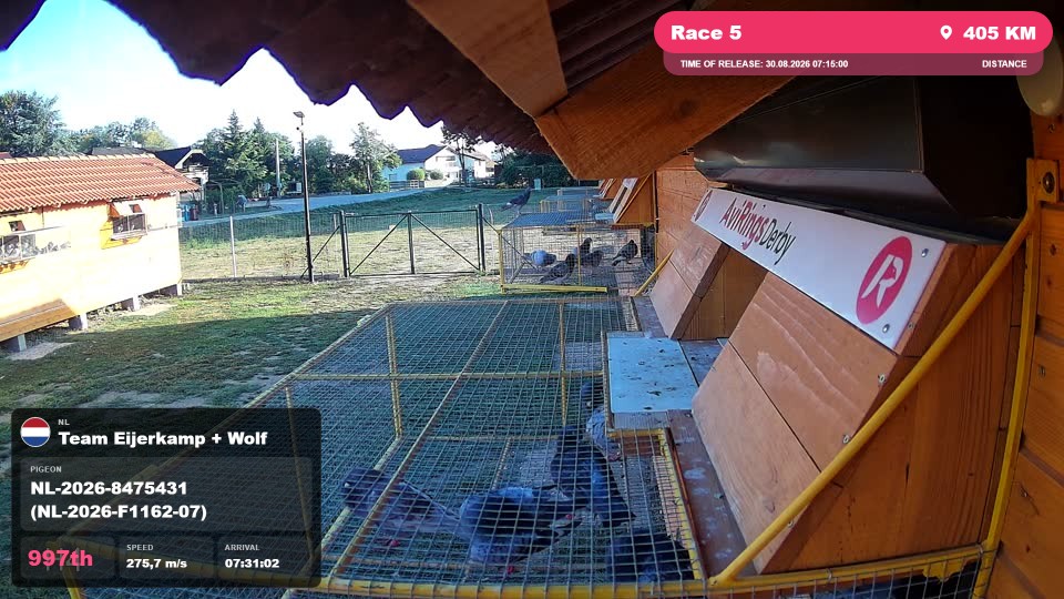 Pigeon Arrival Image For Race Race 5