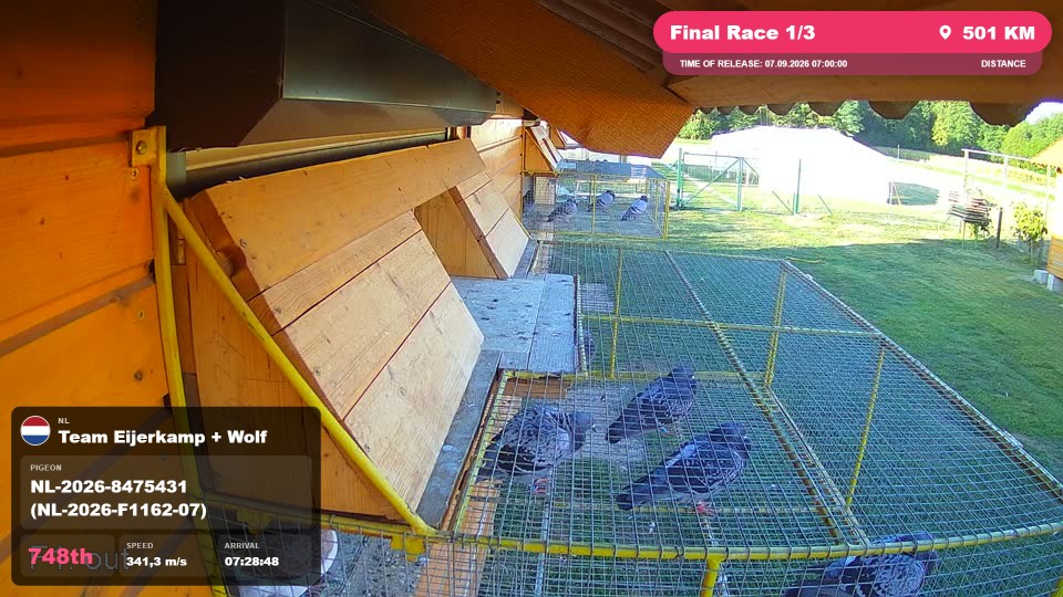 Pigeon Arrival Image For Race Final Race 1/3