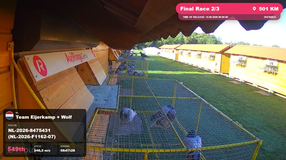 Pigeon Arrival Image For Race Final Race 2/3