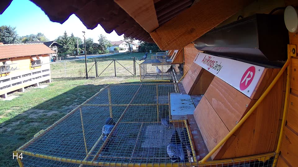 Pigeon Arrival Image For Race Race 4