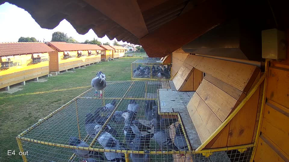 Pigeon Arrival Image For Race Race 1