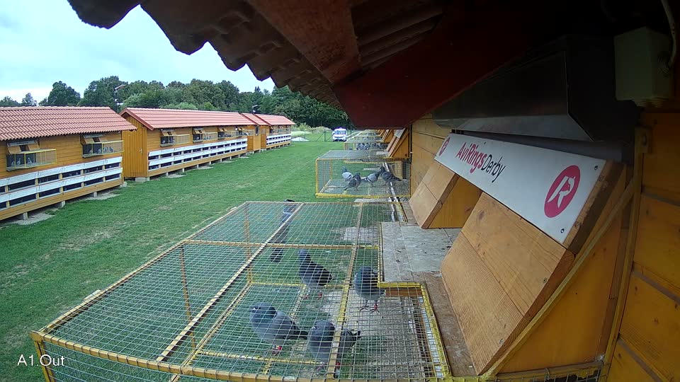 Pigeon Arrival Image For Race Race 6