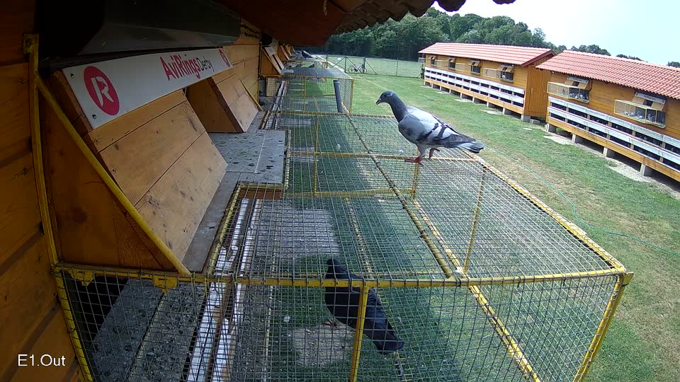 Pigeon Arrival Image For Race Race 3
