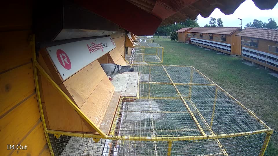 Pigeon Arrival Image For Race Race 4
