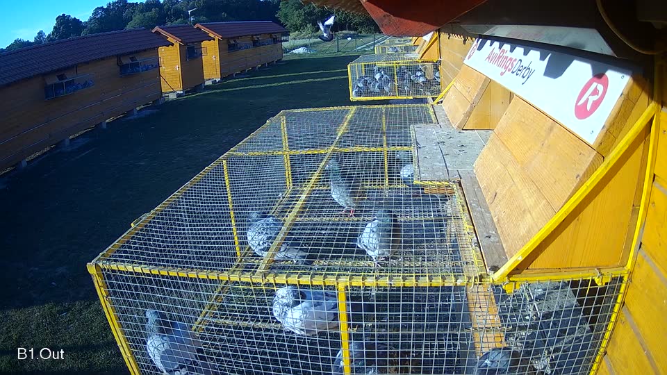 Pigeon Arrival Image For Race Race 5