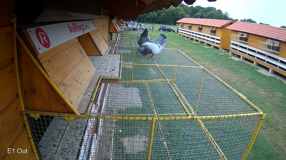 Pigeon Arrival Image For Race Race 3