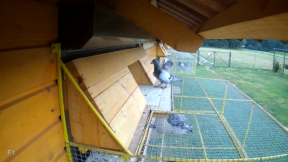 Pigeon Arrival Image For Race Race 4