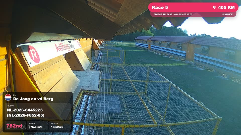 Pigeon Arrival Image For Race Race 5
