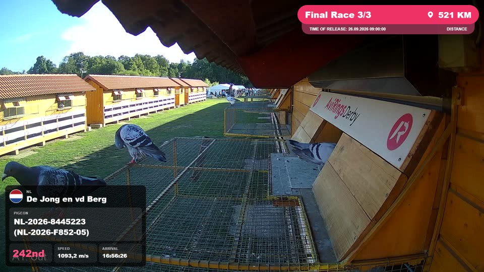 Pigeon Arrival Image For Race Final Race 3/3