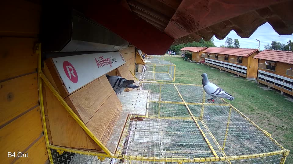 Pigeon Arrival Image For Race Race 4