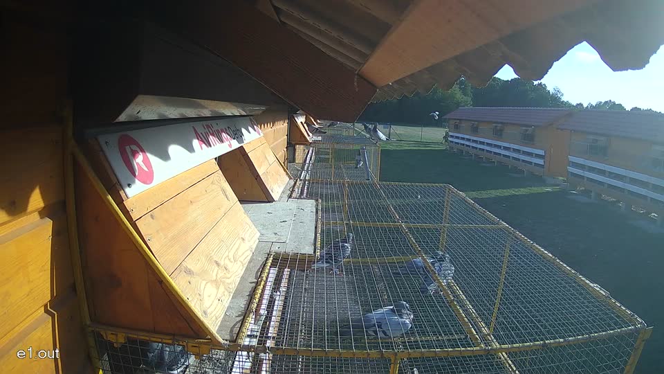 Pigeon Arrival Image For Race Race 5