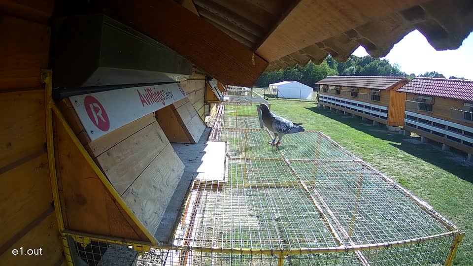 Pigeon Arrival Image For Race Final Race 1/3