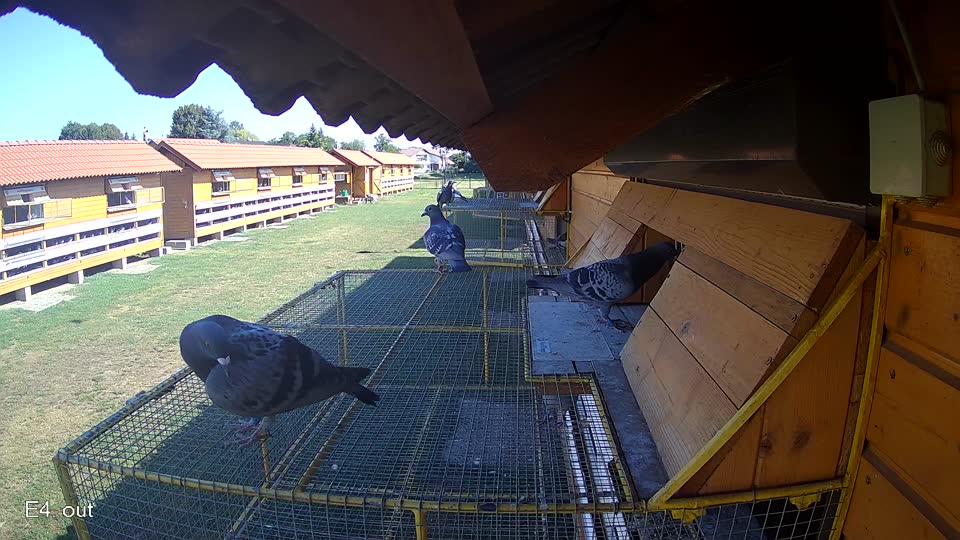 Pigeon Arrival Image For Race Race 2