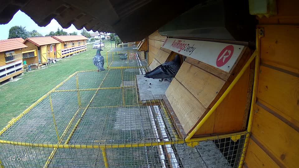 Pigeon Arrival Image For Race Race 4