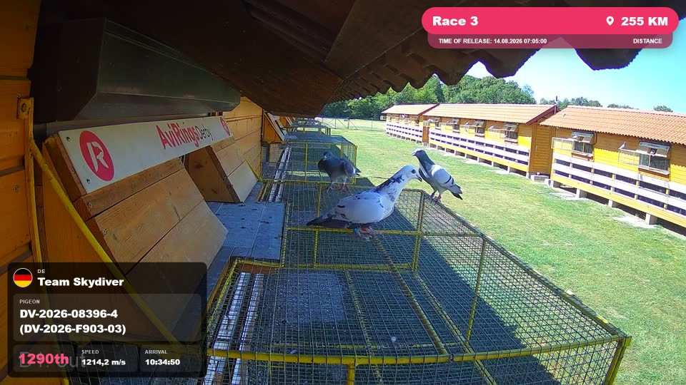 Pigeon Arrival Image For Race Race 3