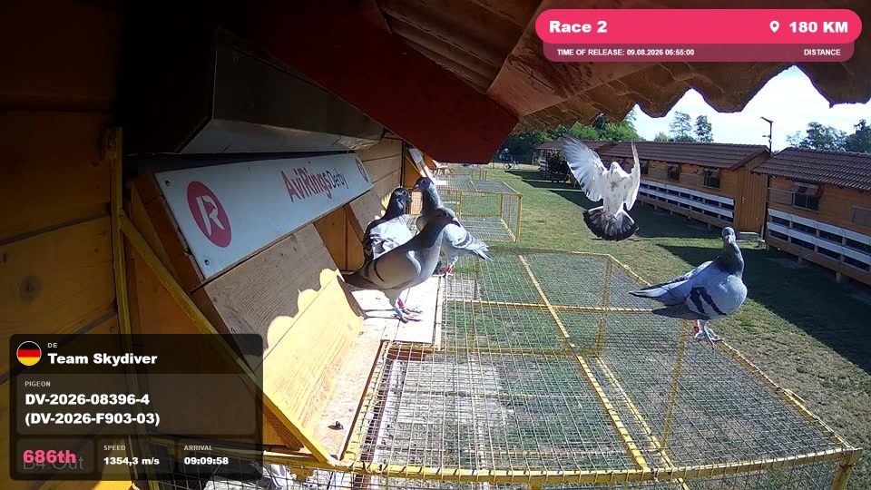 Pigeon Arrival Image For Race Race 2