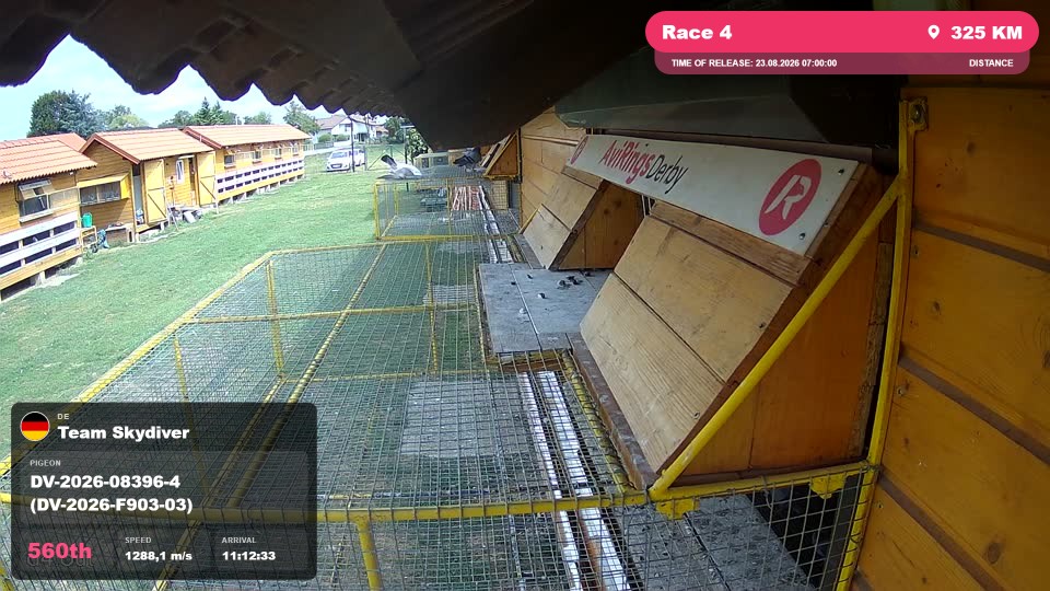 Pigeon Arrival Image For Race Race 4