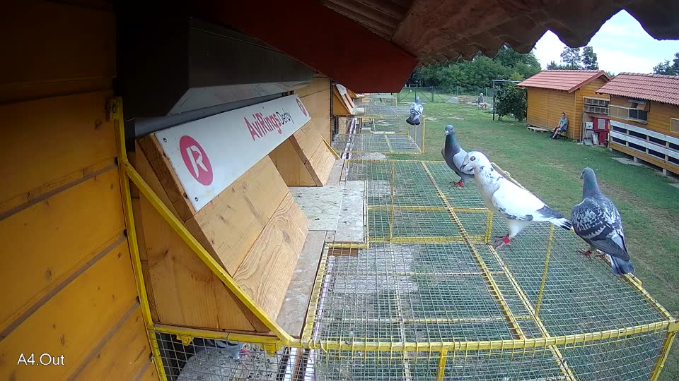 Pigeon Arrival Image For Race Race 3
