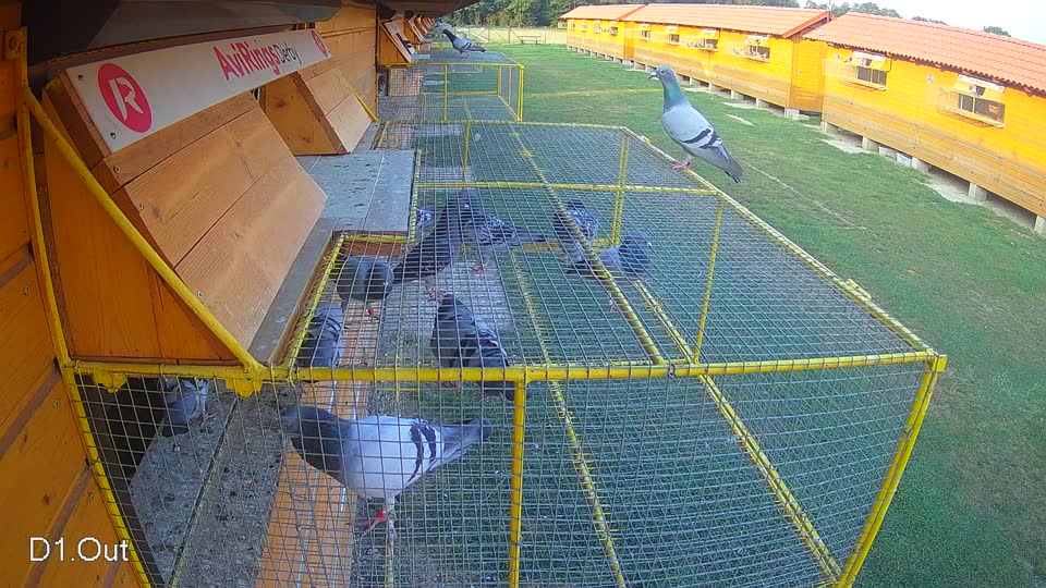 Pigeon Arrival Image For Race Race 4