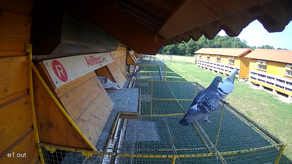 Pigeon Arrival Image For Race Race 1