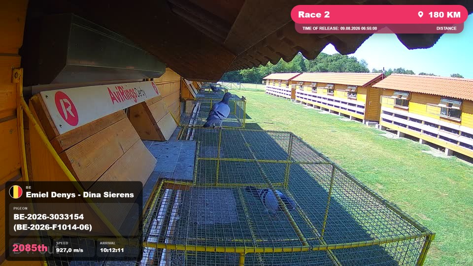 Pigeon Arrival Image For Race Race 2