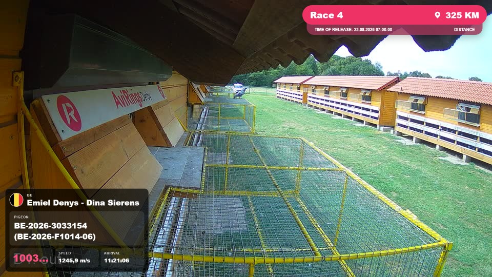 Pigeon Arrival Image For Race Race 4
