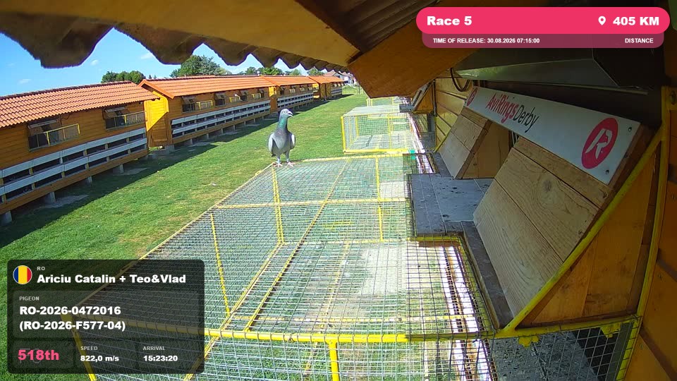 Pigeon Arrival Image For Race Race 5