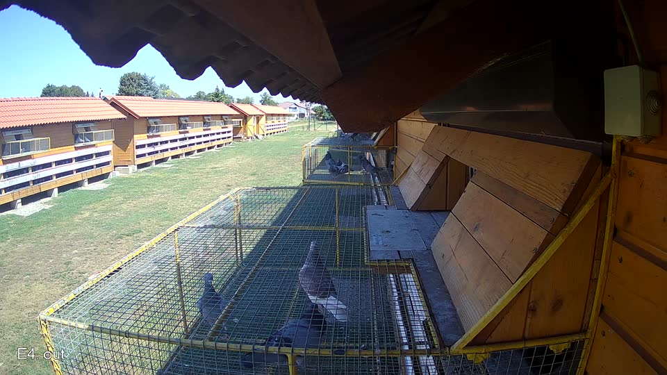 Pigeon Arrival Image For Race Race 2