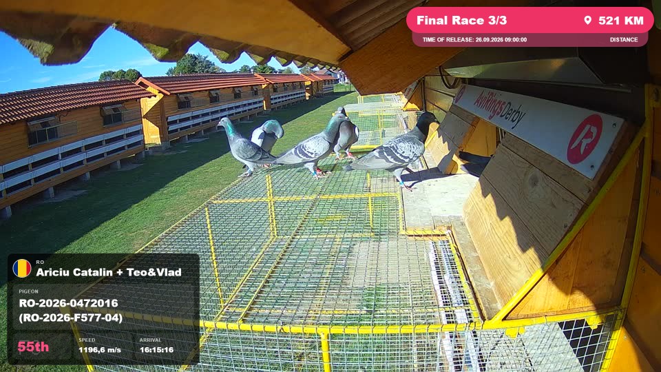 Pigeon Arrival Image For Race Final Race 3/3