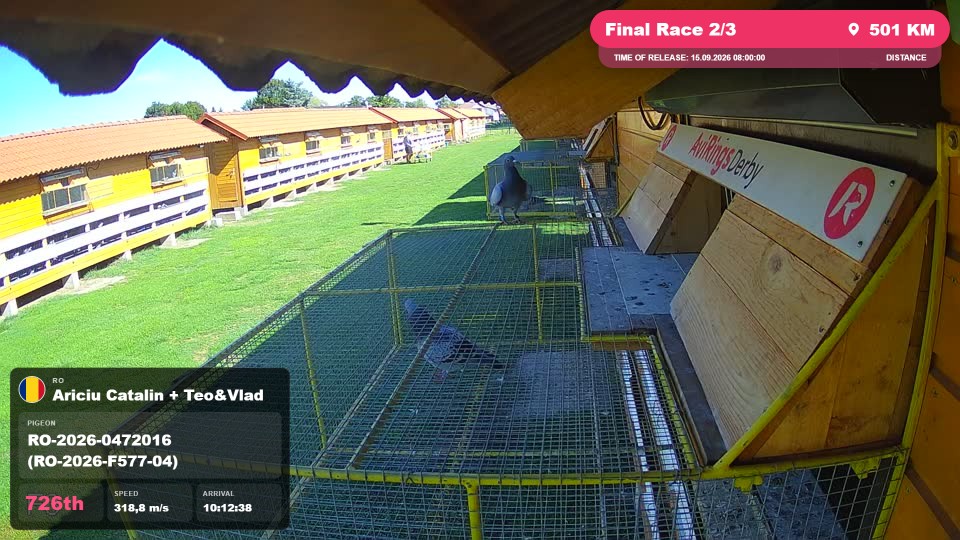 Pigeon Arrival Image For Race Final Race 2/3