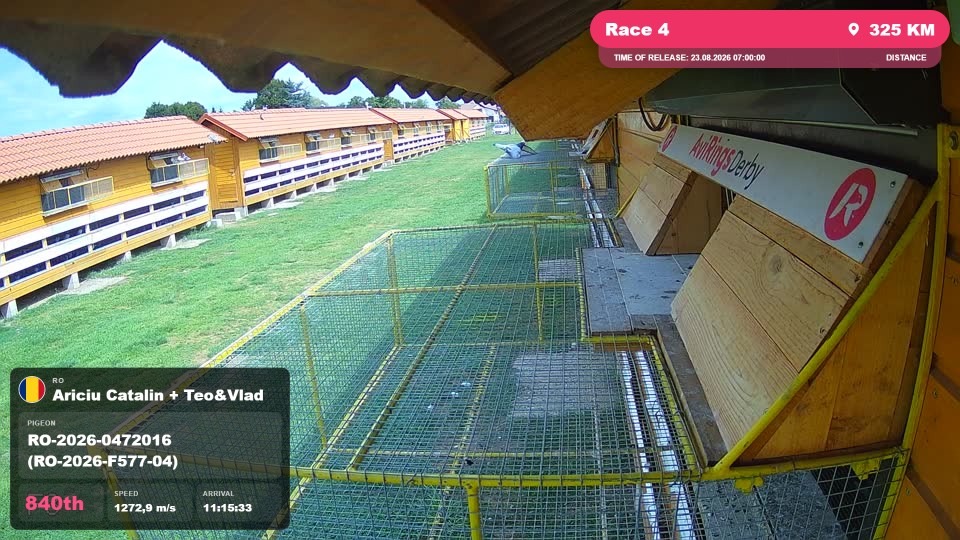 Pigeon Arrival Image For Race Race 4