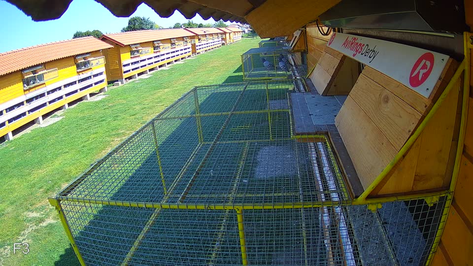 Pigeon Arrival Image For Race Race 3