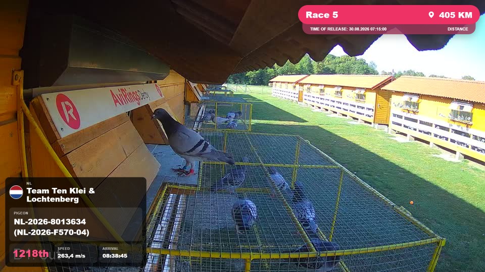 Pigeon Arrival Image For Race Race 5