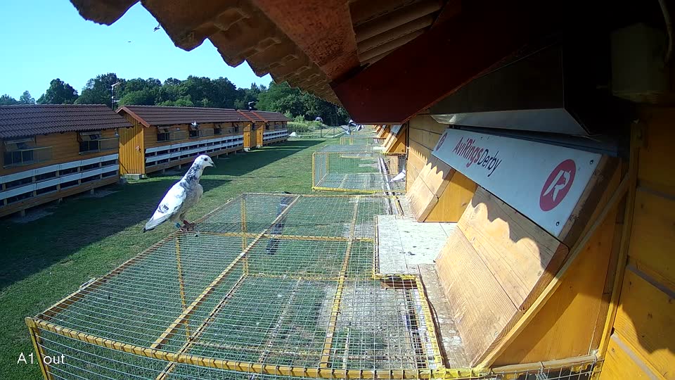Pigeon Arrival Image For Race Race 1