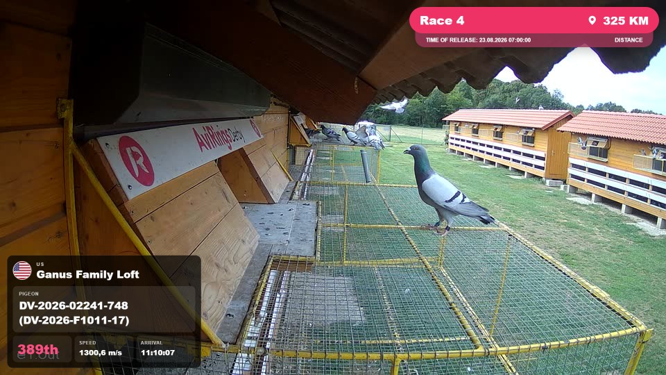 Pigeon Arrival Image For Race Race 4