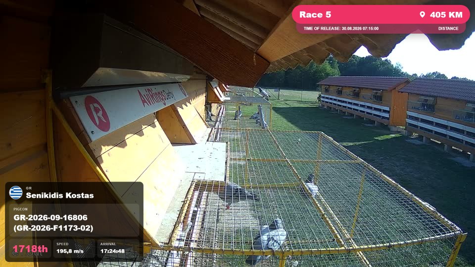 Pigeon Arrival Image For Race Race 5