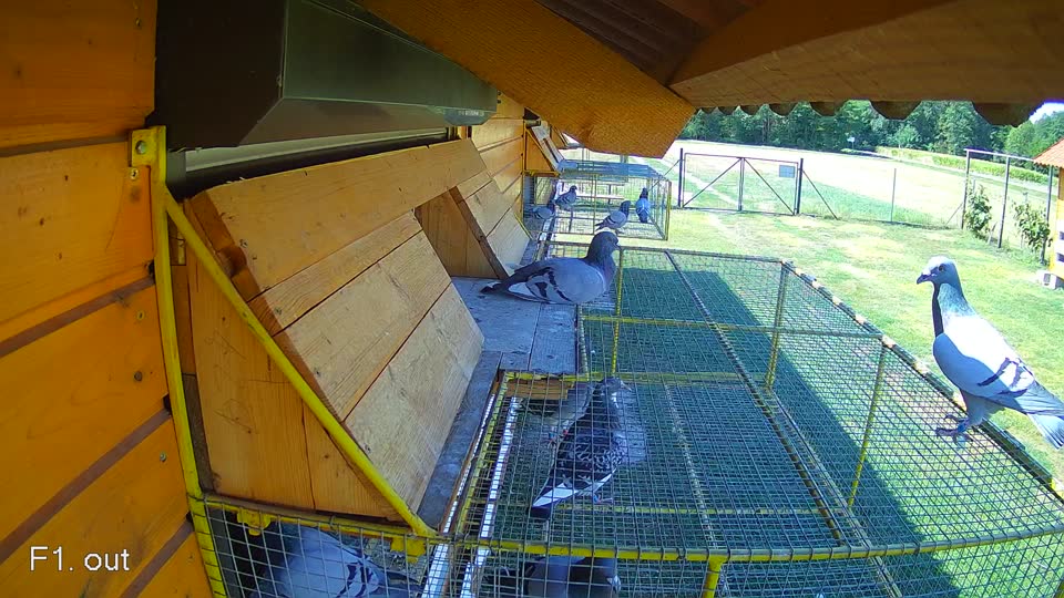 Pigeon Arrival Image For Race Race 2