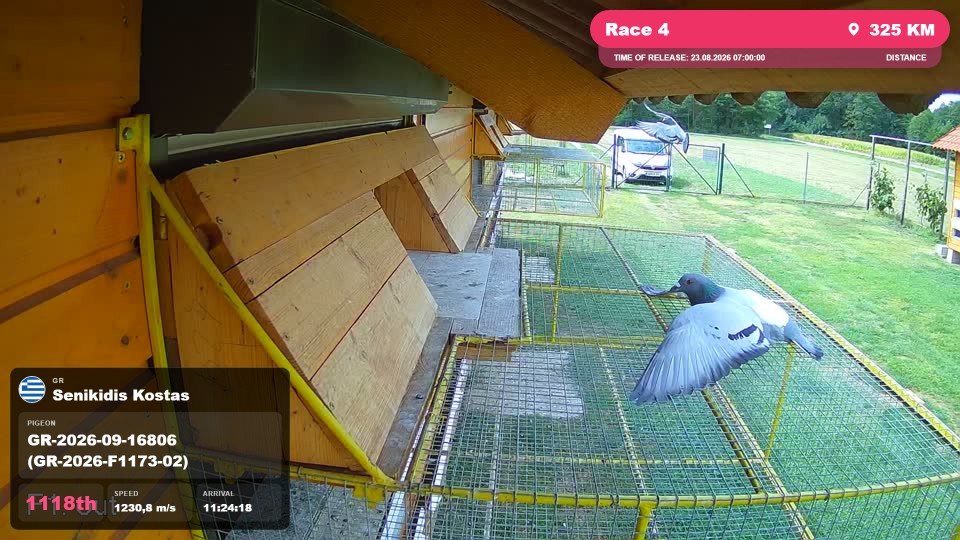 Pigeon Arrival Image For Race Race 4