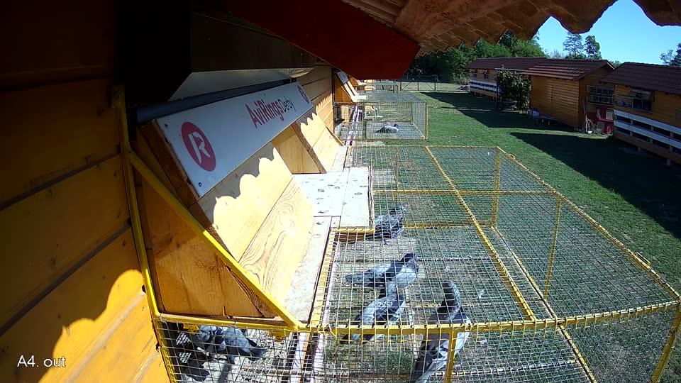 Pigeon Arrival Image For Race Final Race 1/3