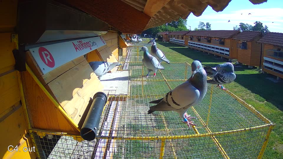 Pigeon Arrival Image For Race Race 2