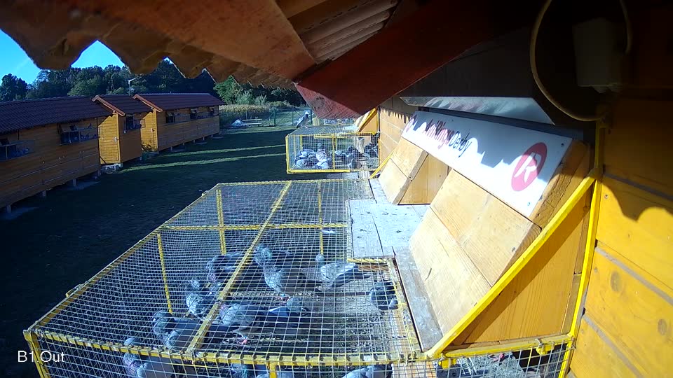 Pigeon Arrival Image For Race Race 5
