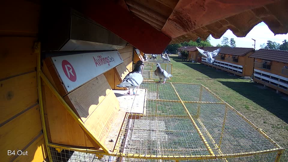 Pigeon Arrival Image For Race Race 2