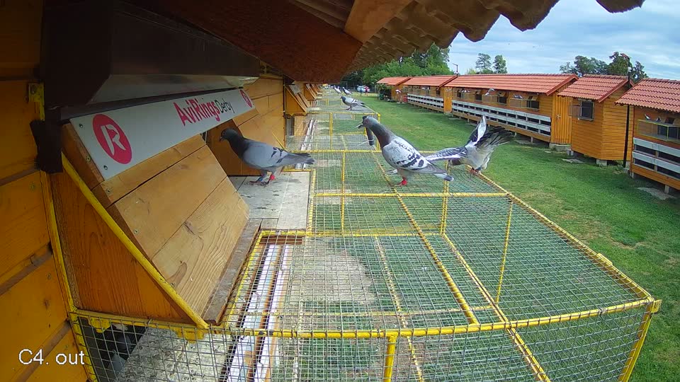 Pigeon Arrival Image For Race Race 4