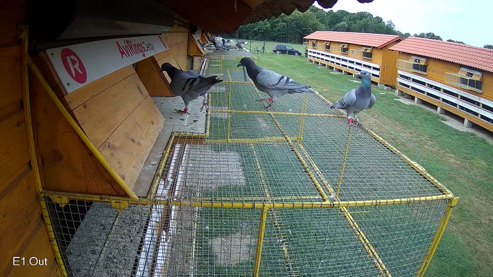Pigeon Arrival Image For Race Race 3