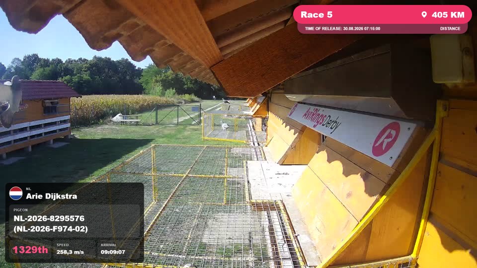 Pigeon Arrival Image For Race Race 5